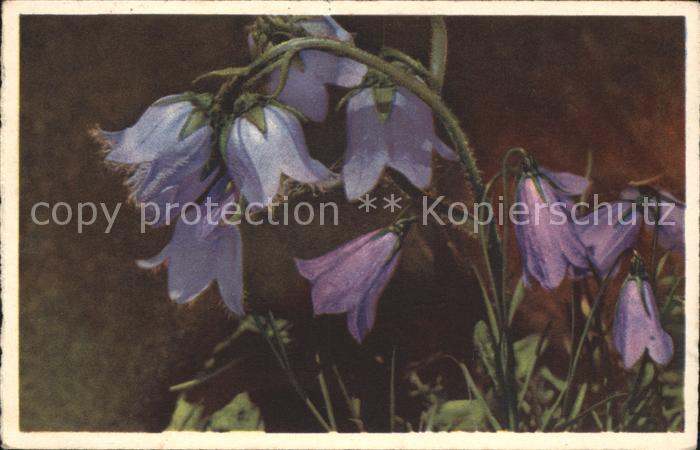 Blumen Lila Glockenblumen