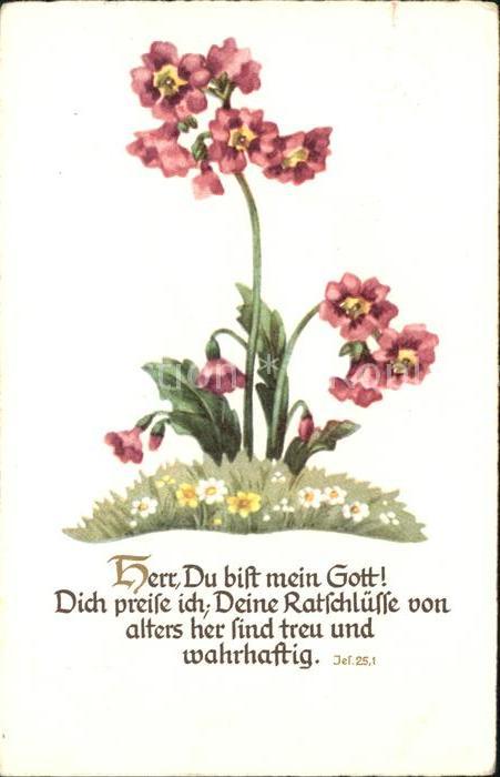 Blumen Alpen-Steinbalsam