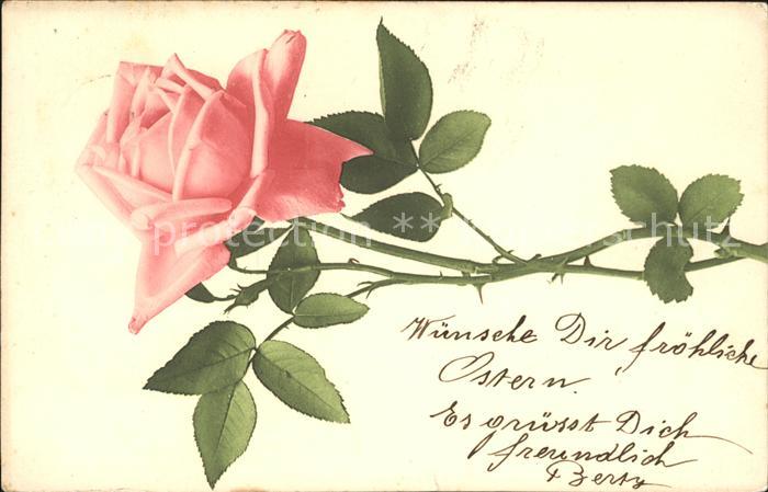 Rosen