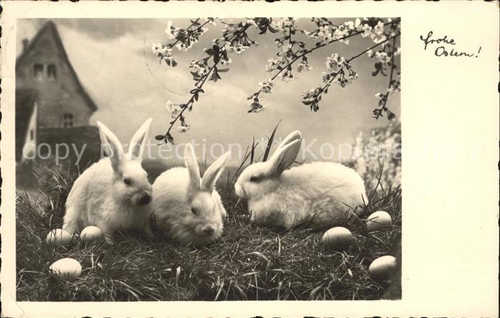Hasen Ostern Ostereier
