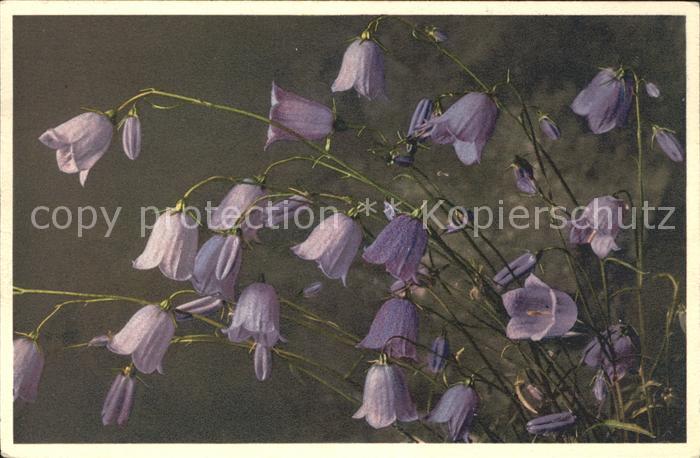 Blumen Kleine Glockenblume