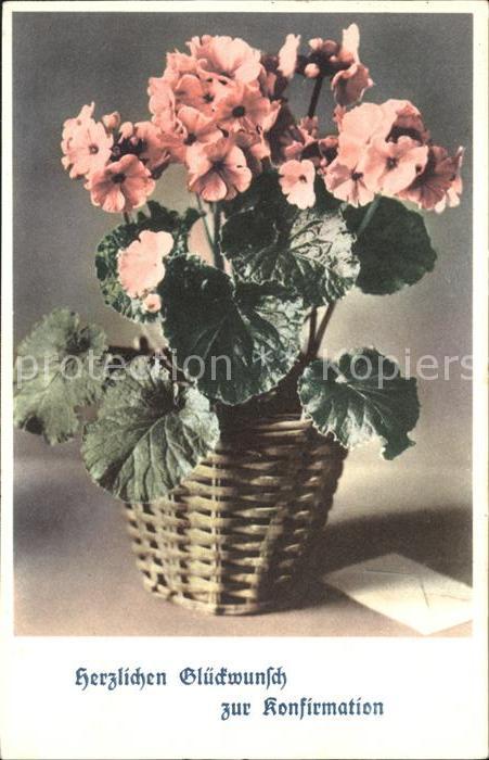Blumen Primeln Konfirmation Glückwunsch