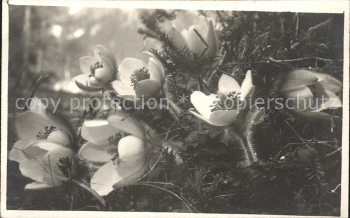 Blumen Frühlingsanemonen