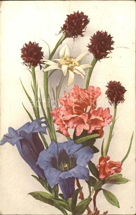 Edelweiss Enzian Alpenrosen Schwarze Kohlröschen