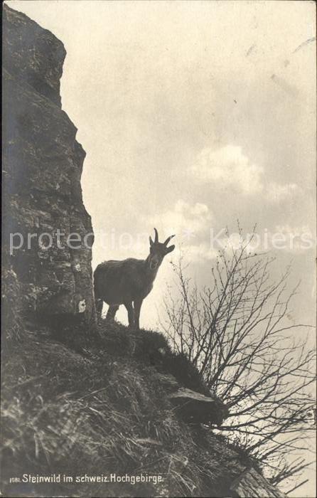 Ziege Steinwild Hochgebirge Schweiz
