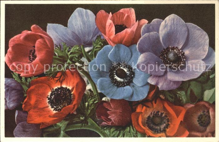 Blumen Kronen-Anemonen Anemone coronaria