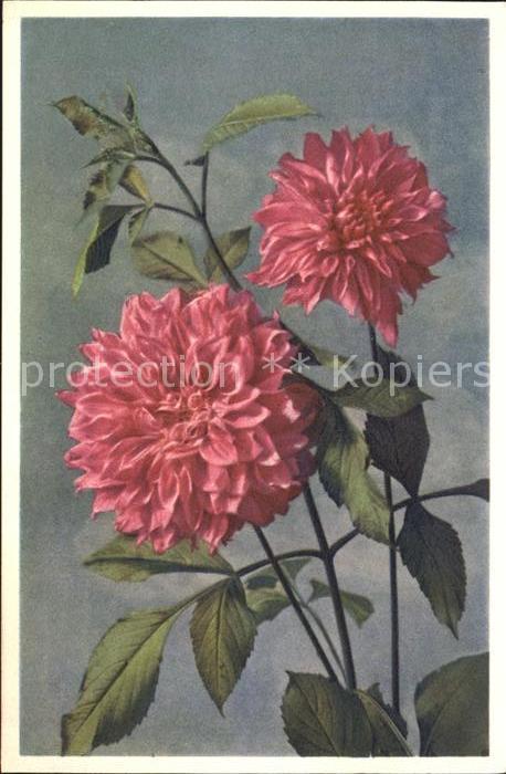 Blumen Dahlie-Georgine Dahlia variabilis