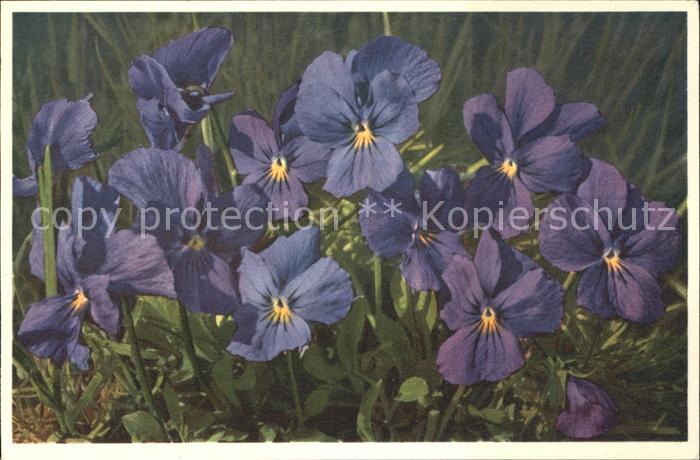 Blumen Langsporniges Veilchen Viola calcarata