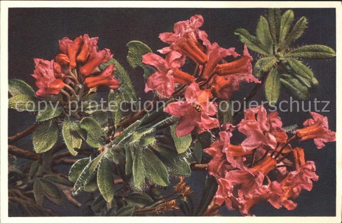 Blumen Bewimperte Alpenrose Rhododendron hirsu