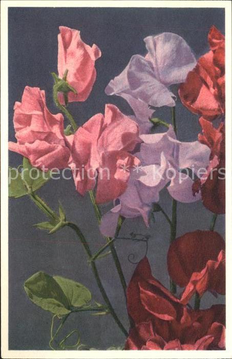 Blumen Wohlriechende Wicke Lathyrus odoratus