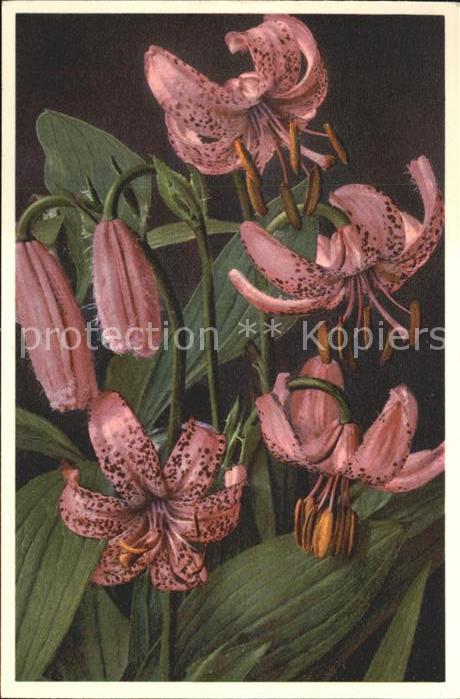 Blumen Türkenbund Lilium Martagon