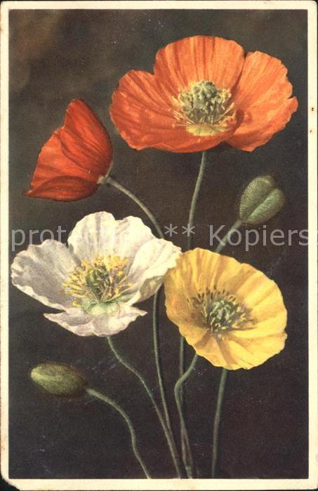 Blumen Nacktstengeliger Mohn Papaver nudicaule