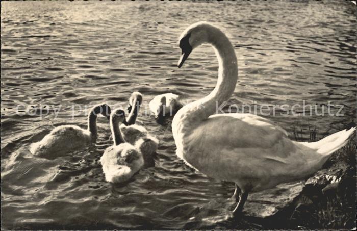 Schwan Schwanenfamilie