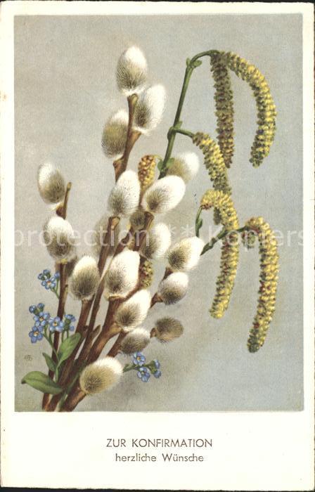 Konfirmation Glückwunsch Weidenkätzchen