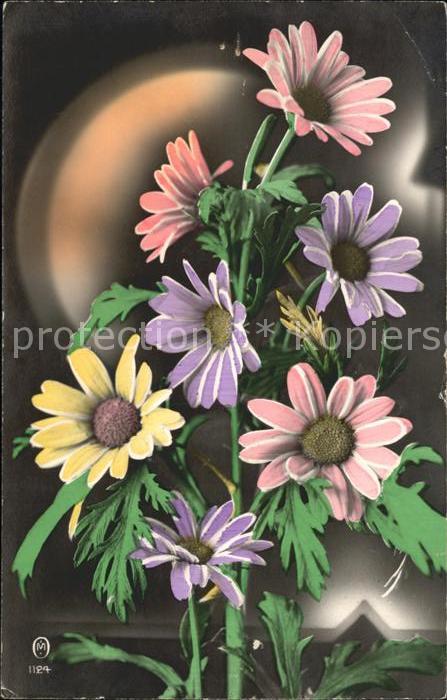 Blumen Bunte Margeriten