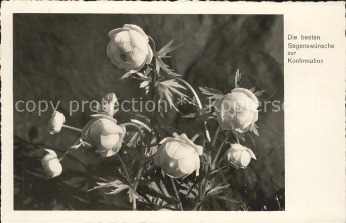 Blumen Trollblume Glückwunsch Konfirmation