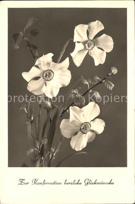 Blumen Narzissen Konfirmation Glückwunsch