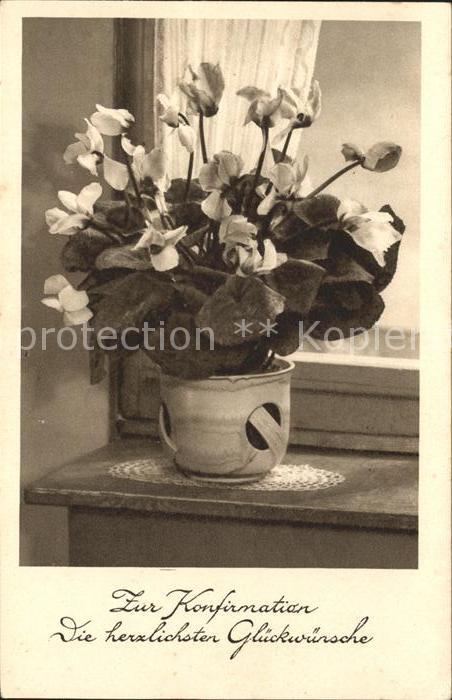 Blumen Alpenveilchen Konfirmation Glückwunsch