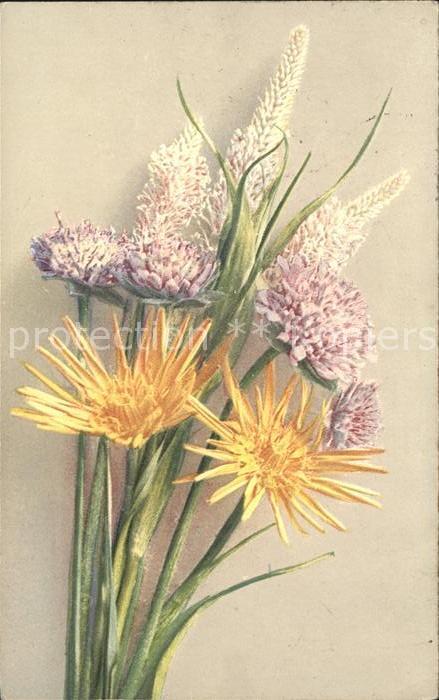 Blumen Kugelorchis Wiesengräser