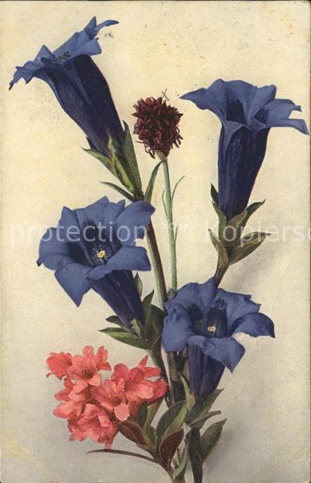 Blumen Enzian Schwarzes Kohlröschen