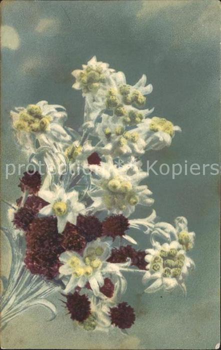Edelweiss Schwarze Kohlröschen