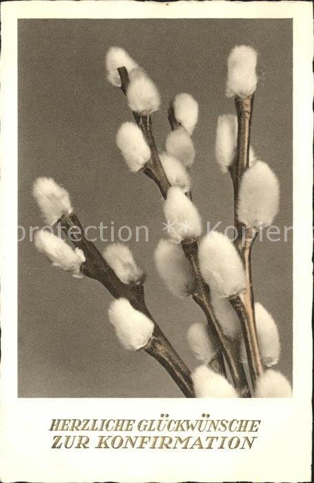 Konfirmation Glückwunsch Weidenkätzchen
