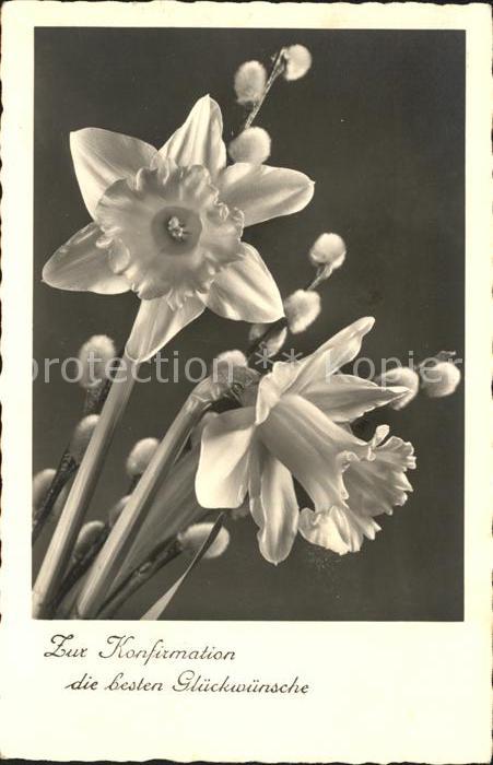 Blumen Narzissen Konfirmation Glückwunsch Weid