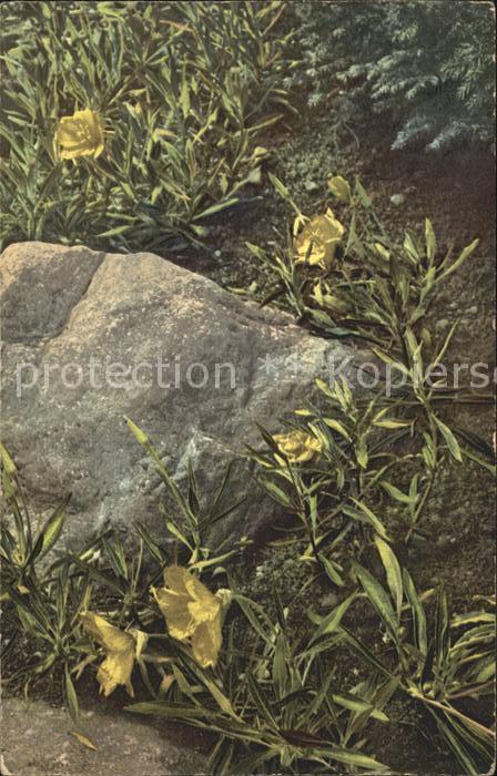 Blumen Nordamerikanische Nachtkerze Oenotliera