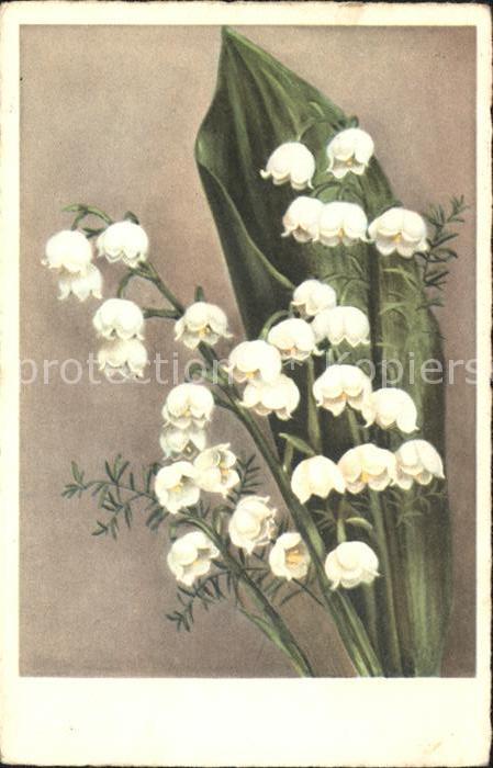 Blumen Maiglöckchen