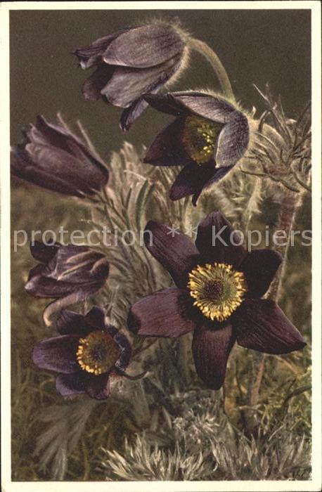 Blumen Berg-Küchenschelle