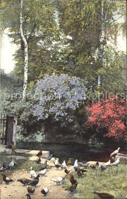 Verlag Photochromie Nr. 1194 Rhododendron Tauben