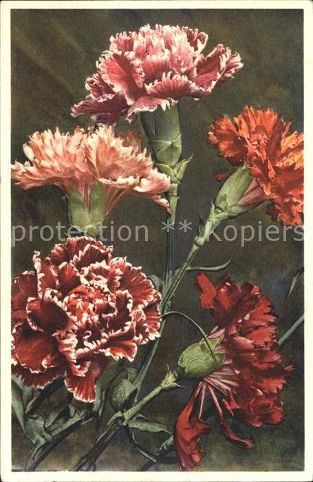 Blumen Garten-Nelken Dianthus caryophyllus