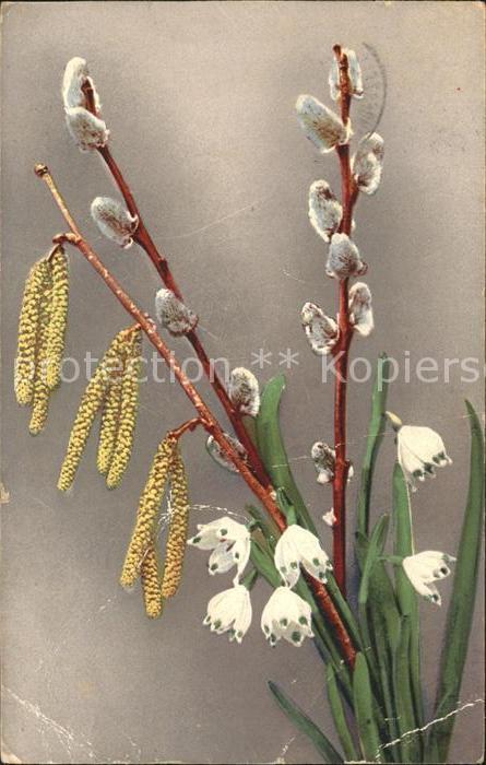 Blumen Märzenbecher Haselnussblüte Weidenkätzc