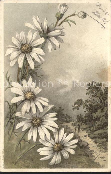 Blumen Margeriten Litho