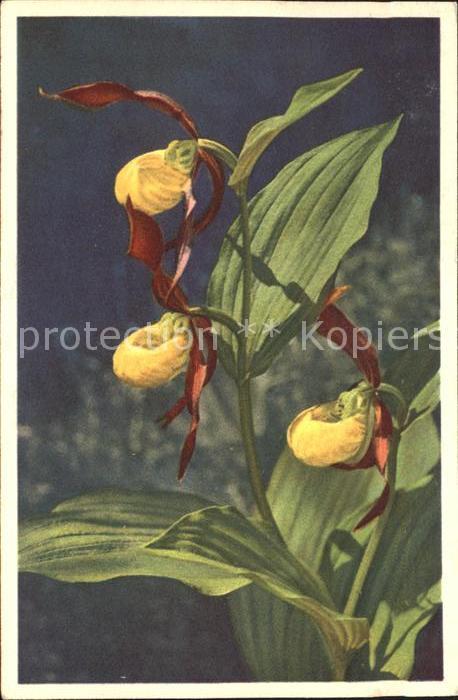 Blumen Frauenschuh Cypripedium calceolus