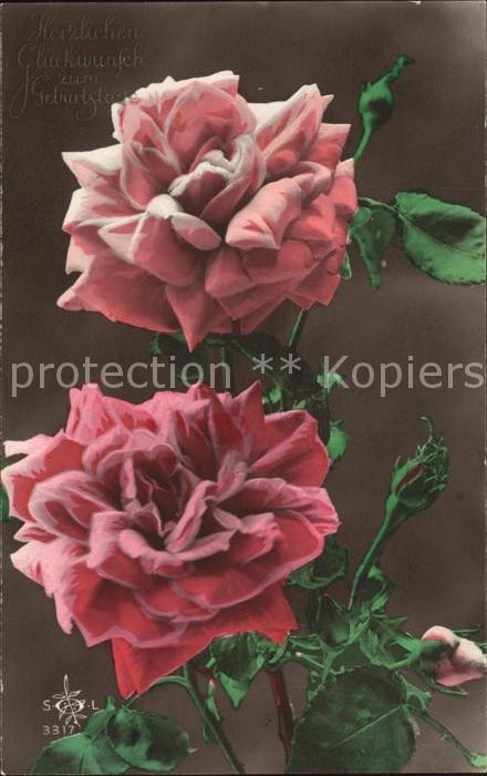 Rosen Glückwunsch Geburtstag Foto-SOL-Nr. 331