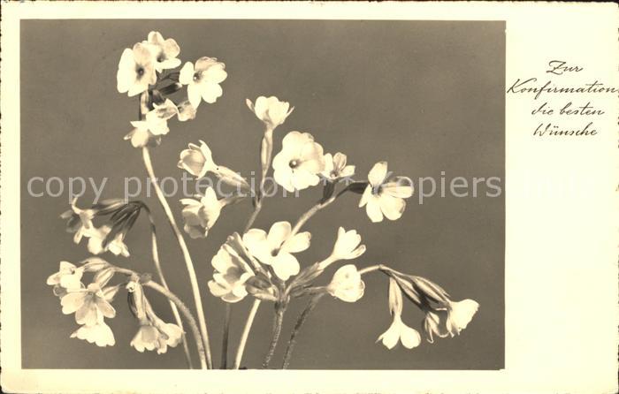 Blumen Schlüsselblumen Konfirmation Glückwunsc