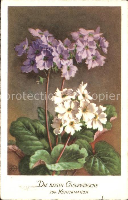Blumen Primeln Konfirmation Glückwunsch