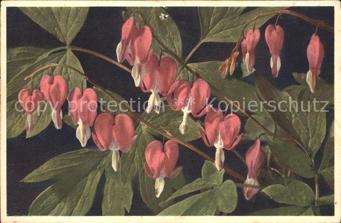 Blumen Frauenherz Dicentra apectabilis