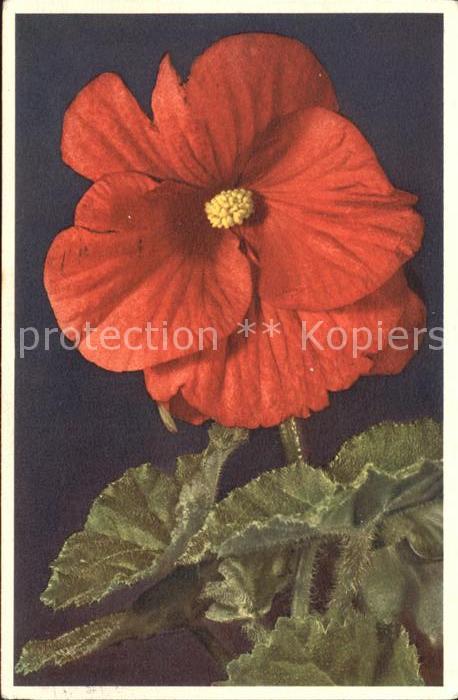Blumen Begonia