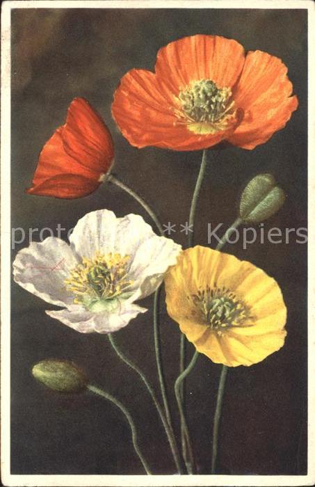 Blumen Nacktstengeliger Mohn Papaver nudicaule