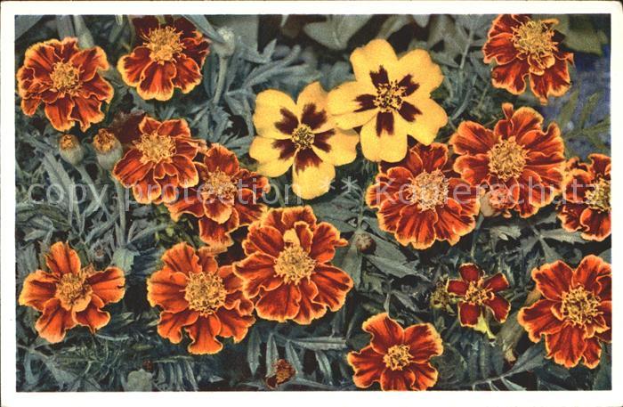 Blumen Tagetes Marigold