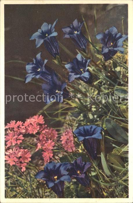 Blumen Mehlprimel Clusius Enzian