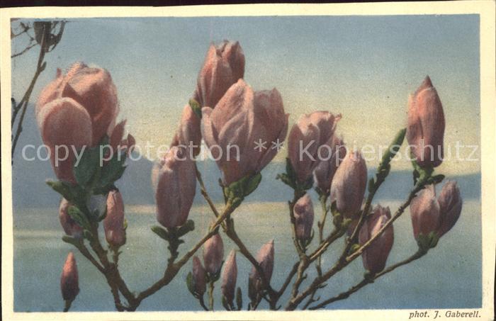 Blumen Magnolien Foto-J.-Gaberell Nr. 13565