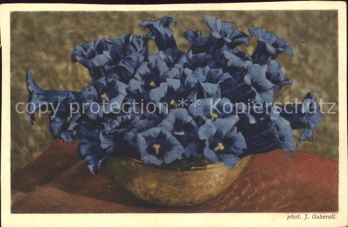 Blumen Enziane Foto-J.-Gaberell Nr. 10908