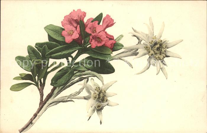 Edelweiss Alpenrosen