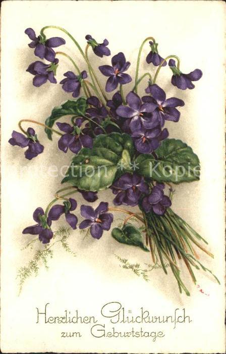 Geburtstag Glückwunsch Veilchen