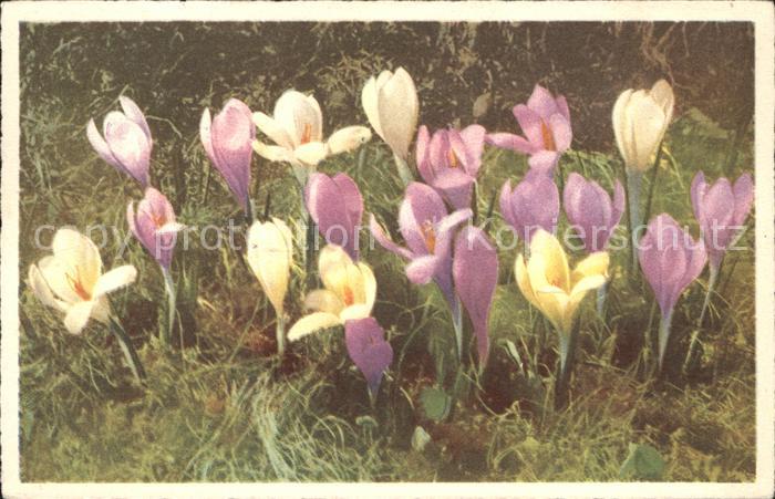 Blumen Krokus Crocus albiflorus