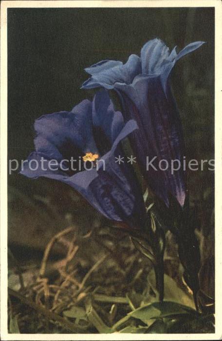 Blumen Clusius Enzian Gentiana Clusii