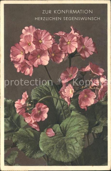 Blumen Becher-Schlüsselblume Primula obconica